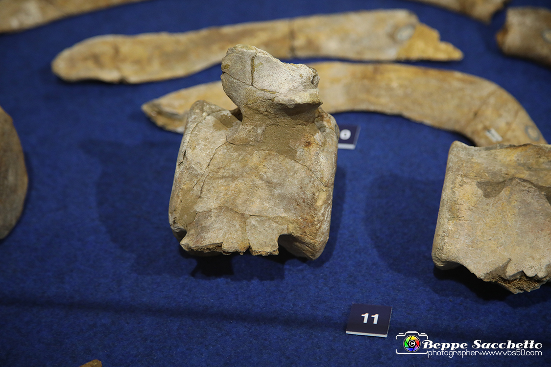 VBS_9114 - Museo Paleontologico - Asti.jpg